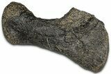 Fossil Sauropod Metatarsal Bone - Bone Cabin Quarry, Wyoming #357053-3